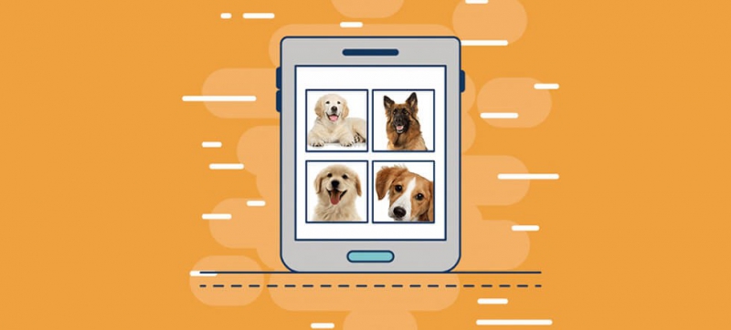  مراحل راه اندازی فروشگاه اینترنتی لوازم حیوانات خانگی (پت شاپ): از ایده تا عمل!